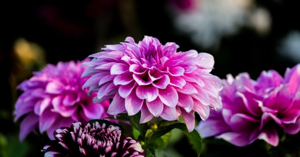 Beautiful purple dahlia flowers blooming in an outdoor garden capturing nature's vivid colors.